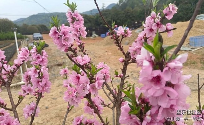 【春日限定】踏春去