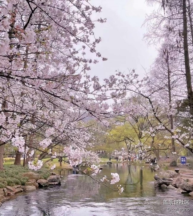 【折疊屏手機(jī)里的春天】春意盎然