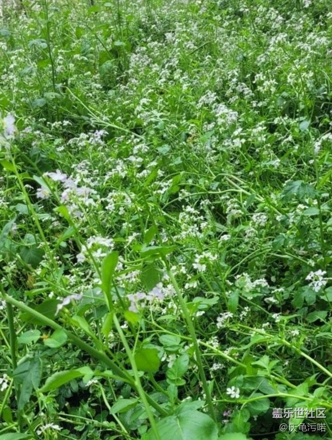 【折疊屏手機(jī)里的春天】粉色花