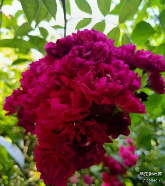 【折疊屏手機(jī)里的春天】春意盎然