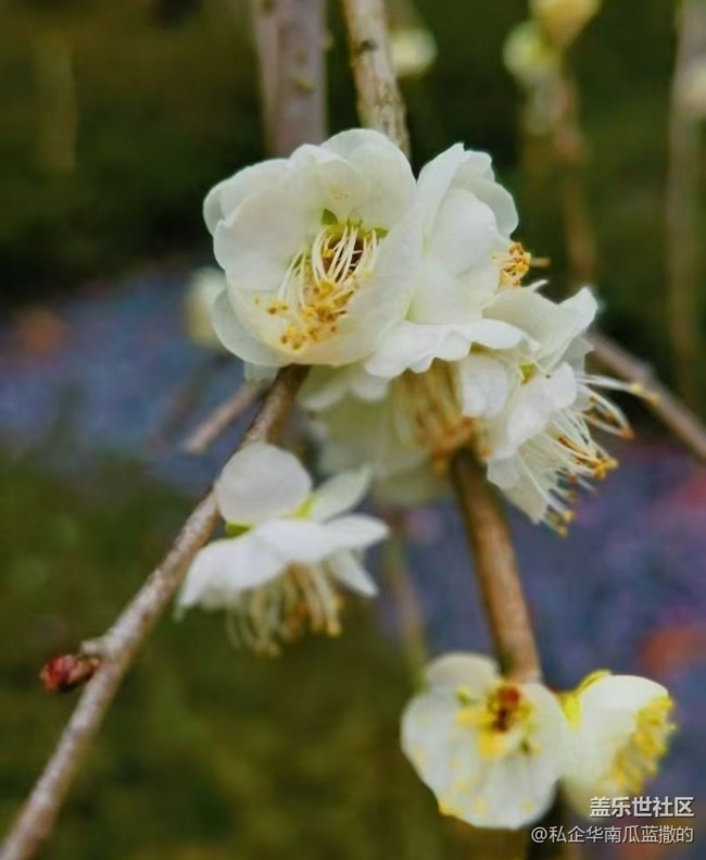 【折疊屏手機里的春天】萬物復(fù)蘇