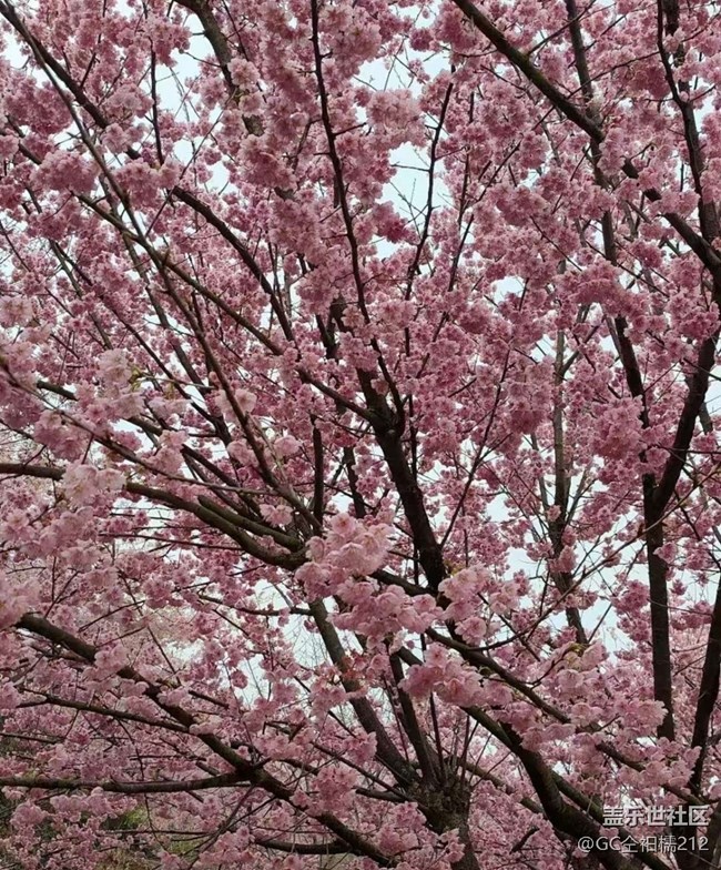【折疊屏手機里的春天】櫻花季
