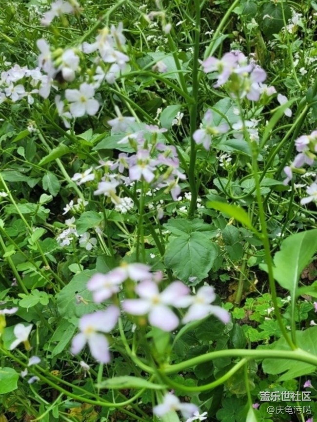 【折疊屏手機(jī)里的春天】粉色花