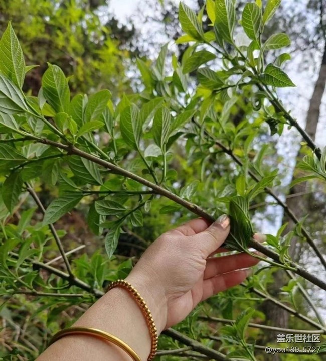 【春日限定】美好春天