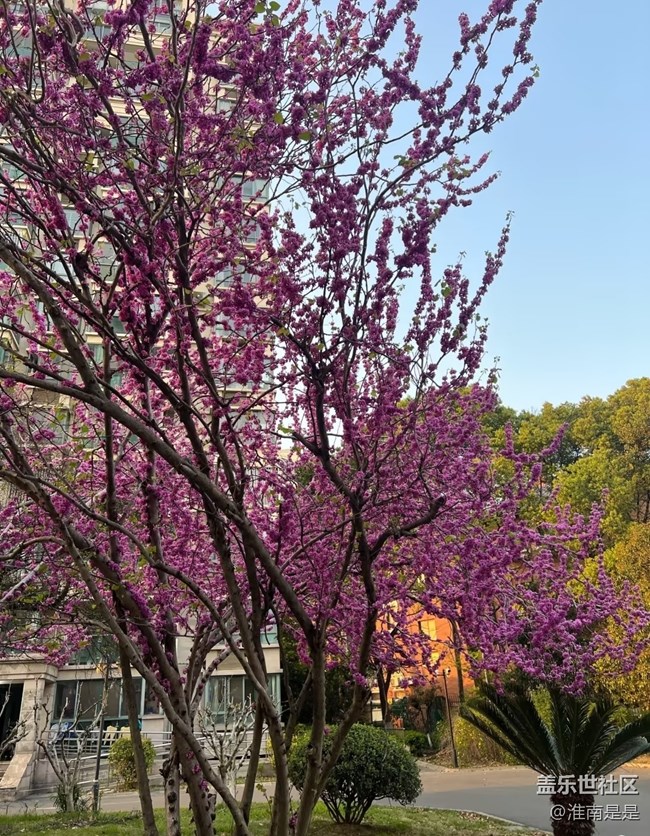 【折疊屏手機(jī)里的春天】春天花會開