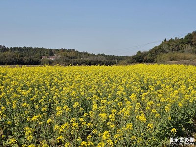 3月油菜花