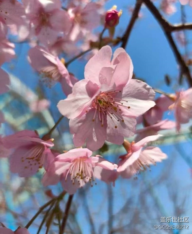 【折疊屏手機里的春天】櫻花季