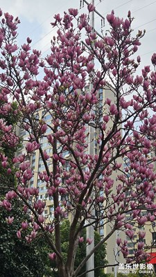 【春光里】+周末愉快