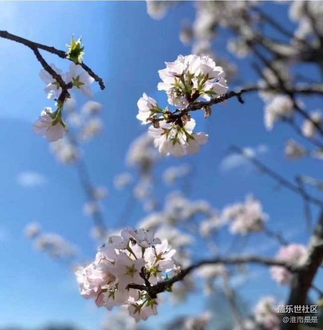 【春日限定】暖春時(shí)節(jié)