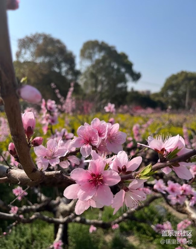 【春日限定】去賞花
