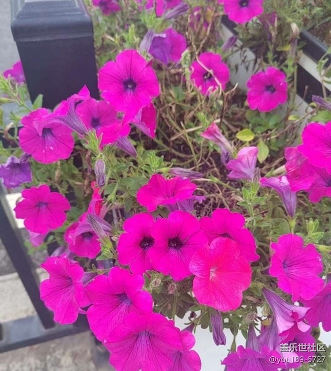 【折疊屏手機(jī)里的春天】花開滿