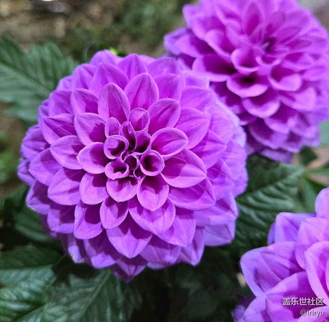 【一鏡藏春】春日花語(yǔ)