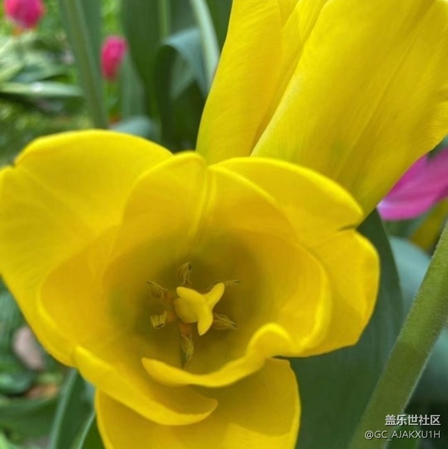 【折疊屏手機里的春天】花海