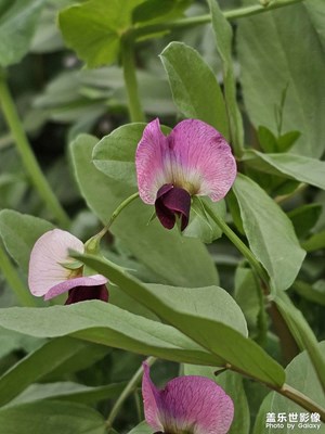 【春光里】爭奇斗艷