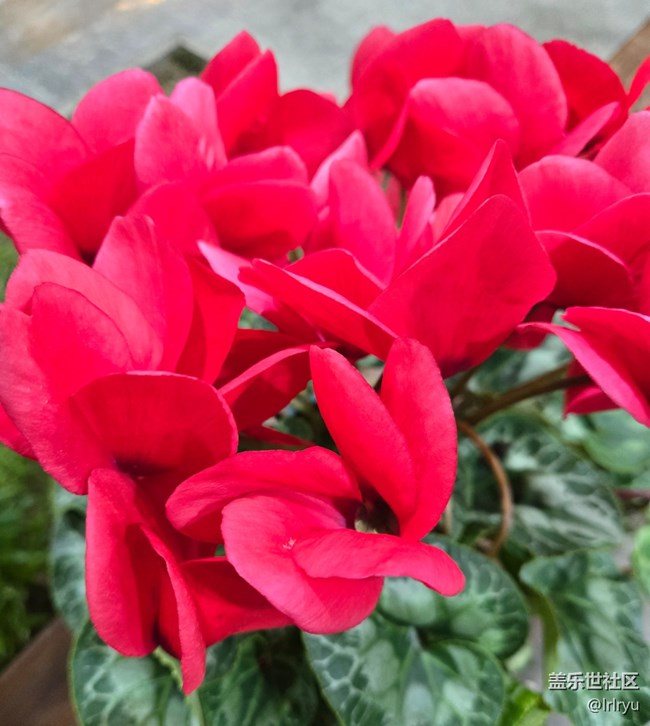 【一鏡藏春】春日花語(yǔ)