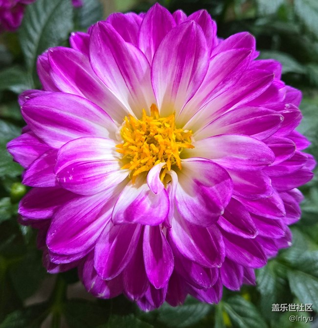 【一鏡藏春】春日花語(yǔ)