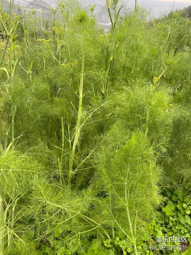 【折疊屏手機(jī)里的春天】周末爬山