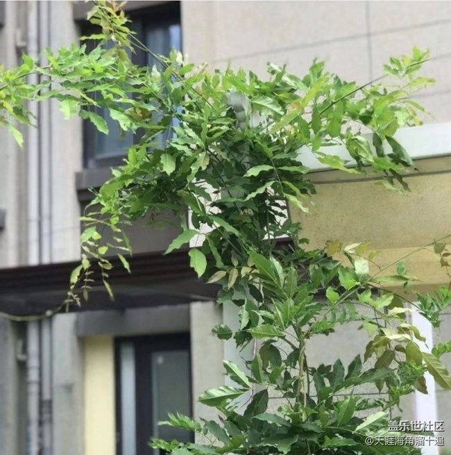 【折疊屏手機里的春天】種花