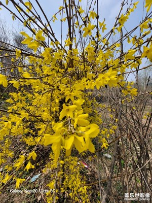 迎春花