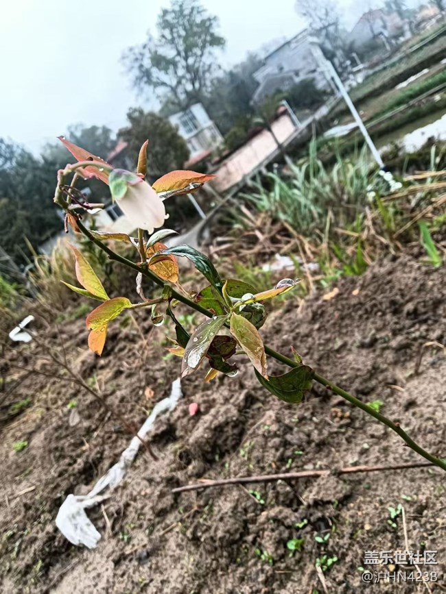 【折疊屏手機里的春天】藍莓