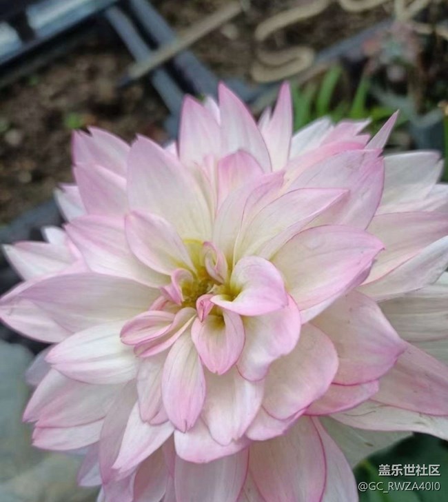 【折疊屏手機(jī)里的春天】花世界