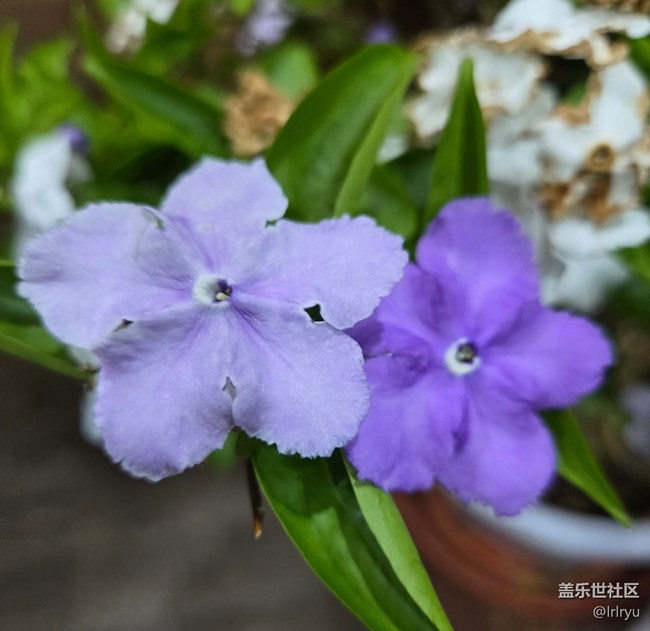 【一鏡藏春】春日花語(yǔ)