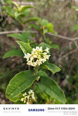 【春光里】桂花盛開(kāi)，清香四溢