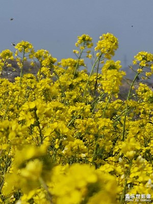 【春光里】油菜花