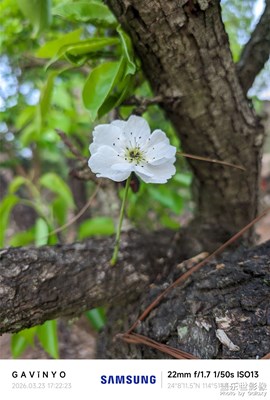 【春光里】三月梨花開(kāi) C