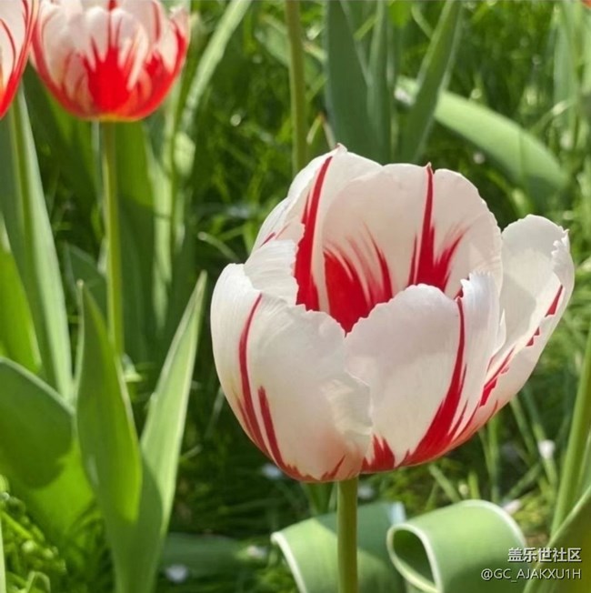 【折疊屏手機里的春天】花海