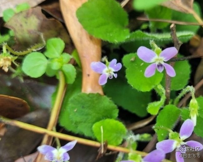 【折疊屏手機(jī)里的春天】小野花