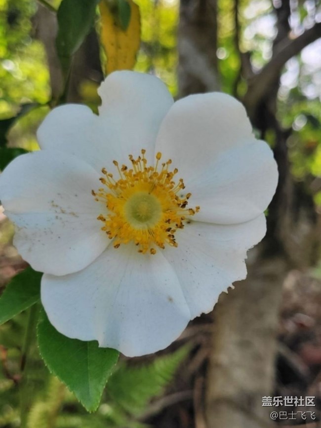 【折疊屏手機(jī)里的春天】小野花