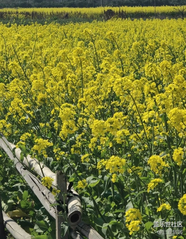 【折疊屏手機(jī)里的春天】一路生花