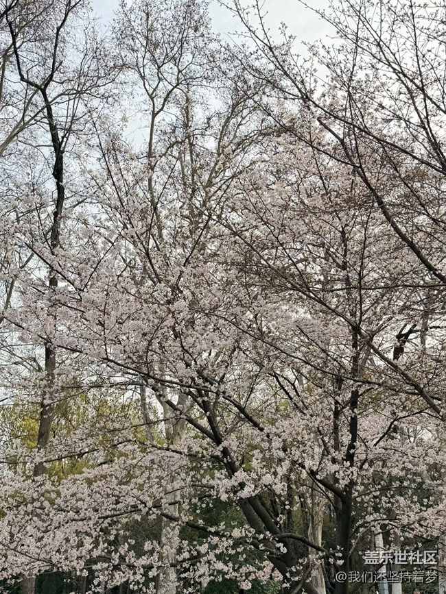 【春日限定】天氣不錯