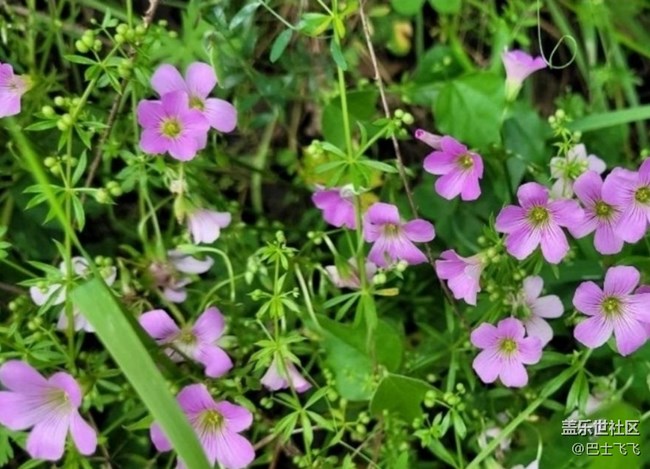 【折疊屏手機(jī)里的春天】小野花