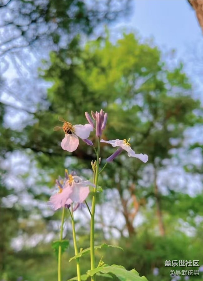 【春日限定】好天氣