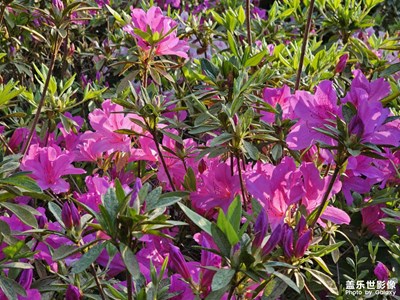 【春光里】春意盎然