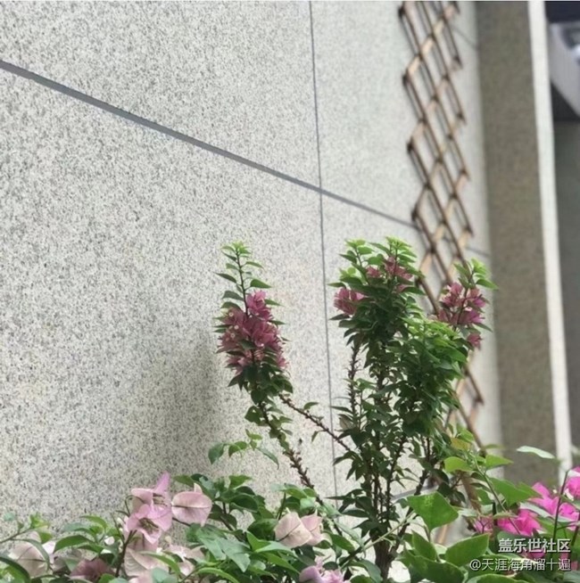 【折疊屏手機里的春天】種花