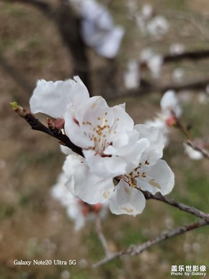 杏花