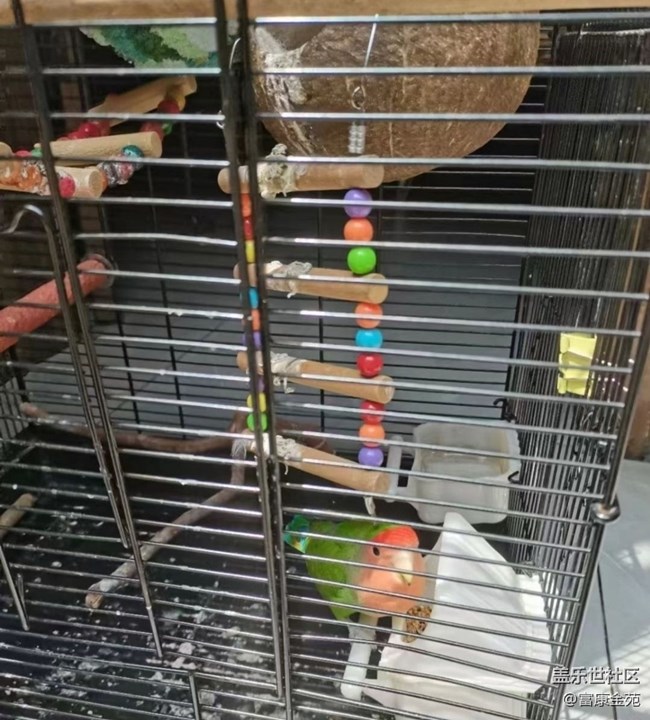 【春日限定】咖啡小院