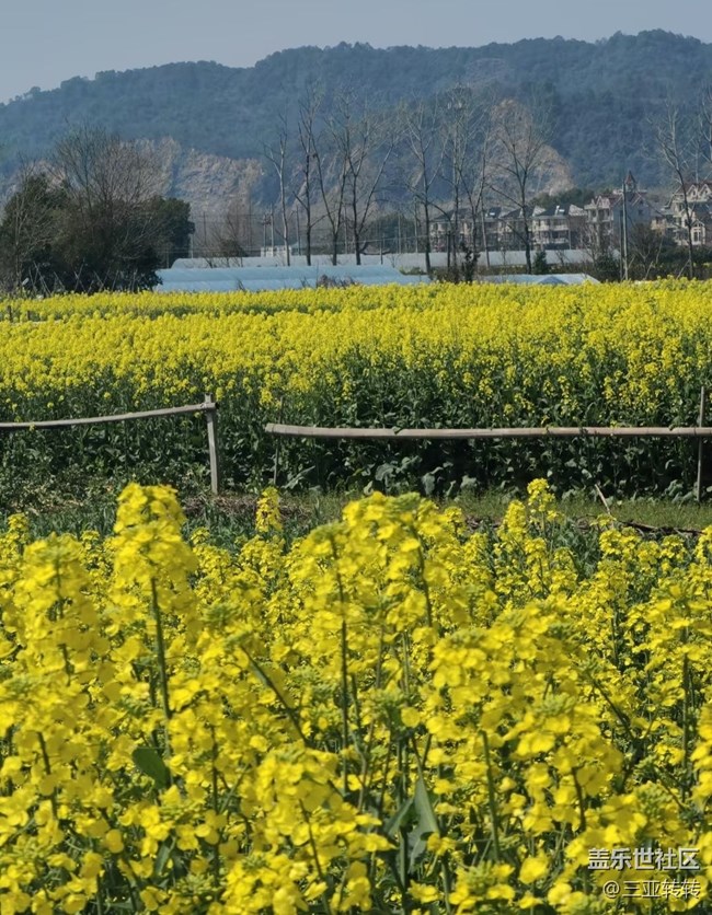 【折疊屏手機(jī)里的春天】一路生花