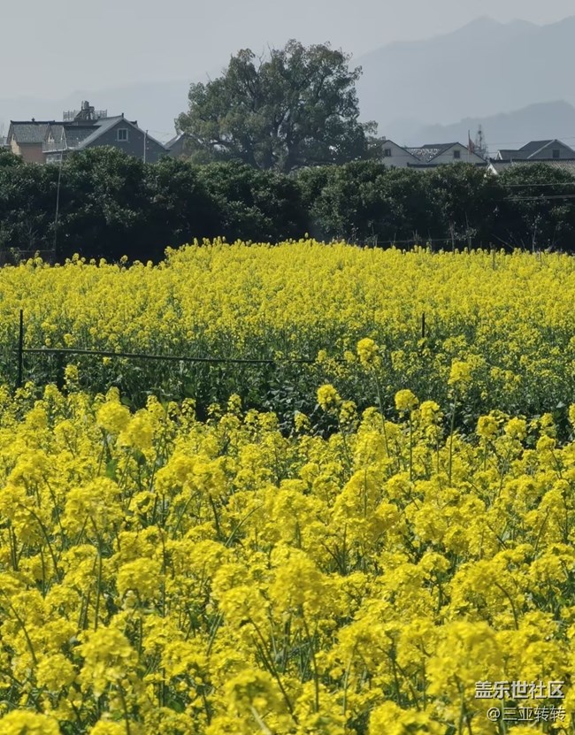 【折疊屏手機(jī)里的春天】一路生花