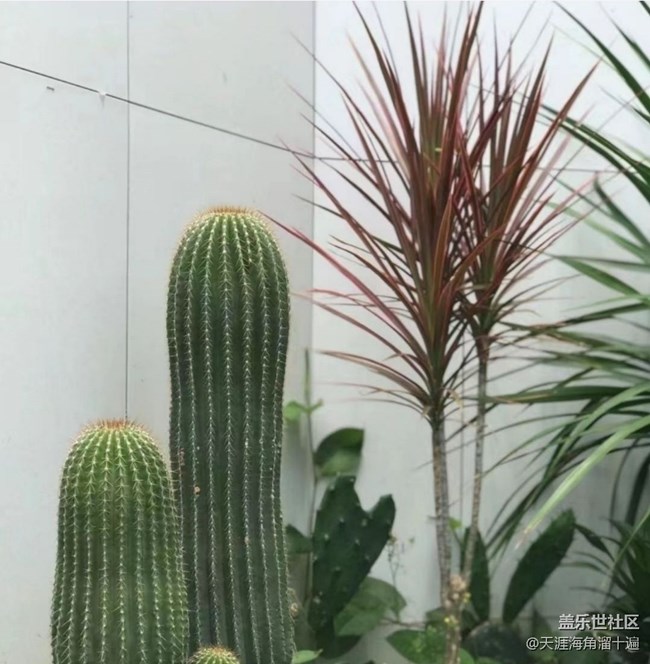 【折疊屏手機里的春天】種花