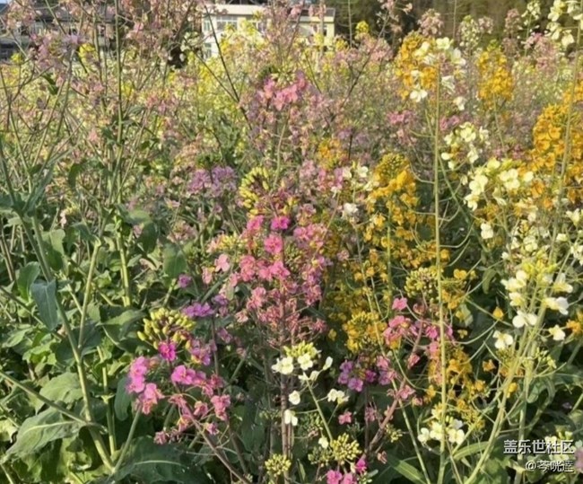 【春日限定】暖和