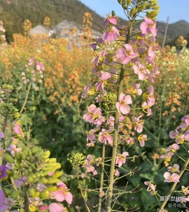 【春日限定】暖和