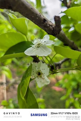 【春光里】三月梨花開(kāi) A