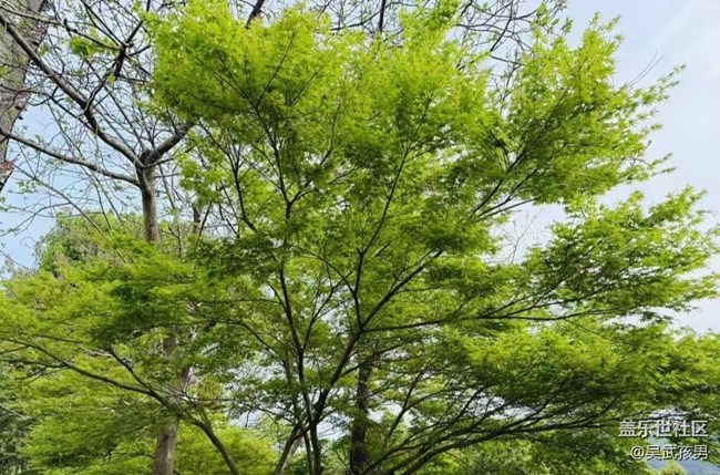 【春日限定】好天氣