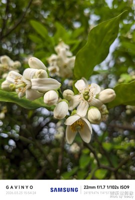 【春光里】柚子花開(kāi)