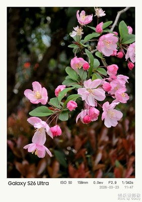 【春光里】+海棠醉清風