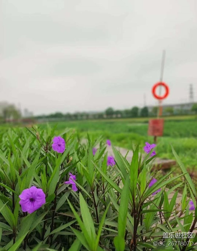 【春日限定】游玩